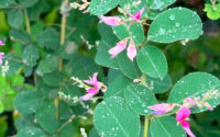 bush clover