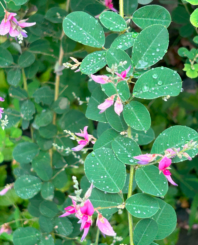 bush clover