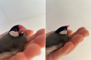 a java sparrow sitting on the hand