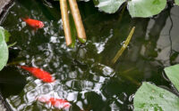 goldfish swimming in a big bowl