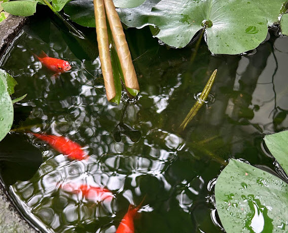 goldfish swimming in a big bowl