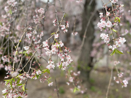 cherry blossom flower with fresh green
