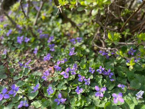 flowers of violet