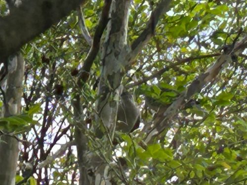 2 pigeons hidden in the leaves