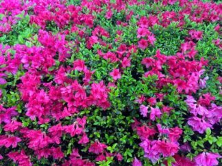Rhododendron