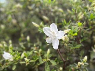 a flower of Azalea
