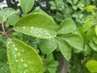 raindrops on leaves