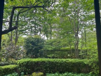 fresh green trees