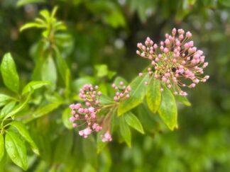 flower buds of Kalmia