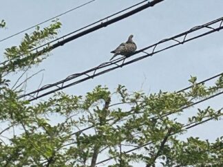 a pigeon