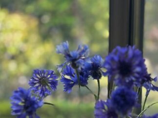 blue flowers of Rodger's bronze leaf