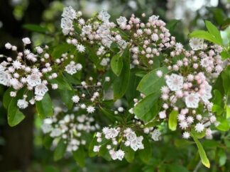 half bloom Kalmia flower