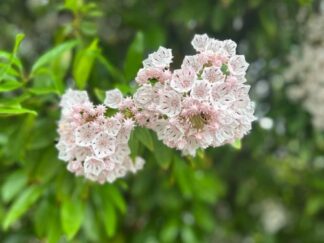 flowers of Kalmia