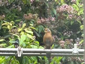 perching hwamei