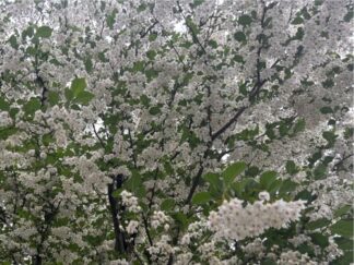 white little flowers on tree