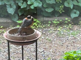 a bird chilling on a seed bowl