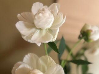 white flowers, about to bloom fully