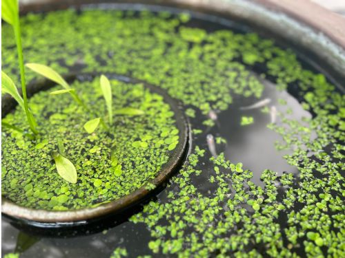 killifish in a big bowl