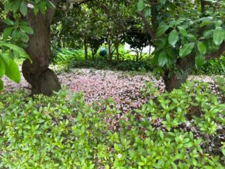 fallen pink flowers on the ground