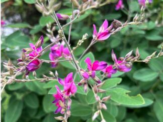 bush clover