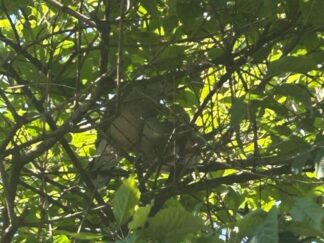 a pair of pigeons sitting on the tree