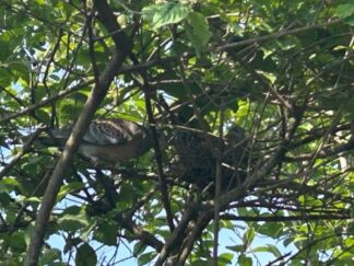 a pair of pigeons