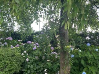 hydrangea