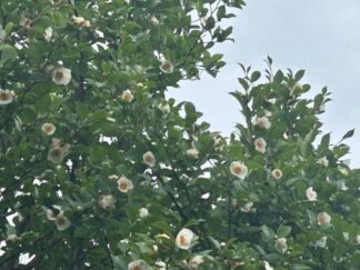 sal tree flowers