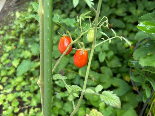 home grown tomatoes