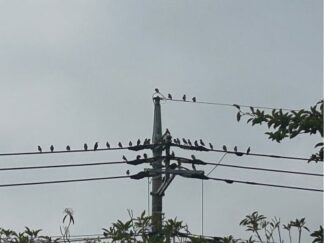 birds on wires