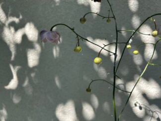 flowers and shadow