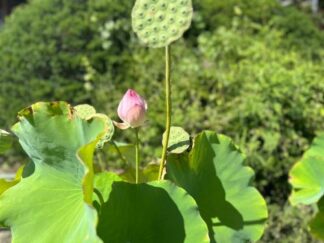 lotus flower
