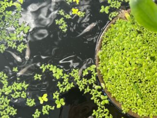 swimming rice fish