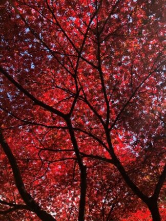 autumn red leaves