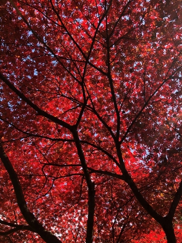 autumn red leaves