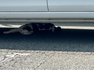 a cat sleeping under a car