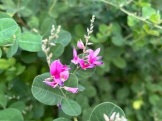 Japanese Bush Clover