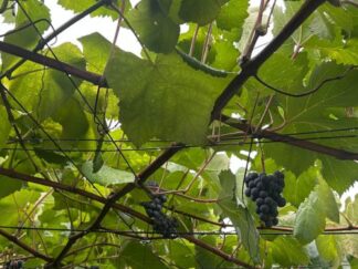 grapes