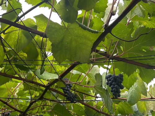 grapes