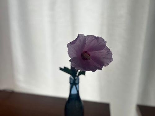 a flower in a vase