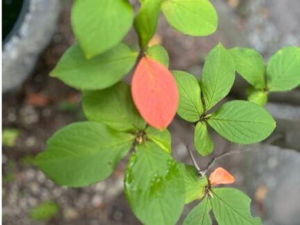 one red leaf