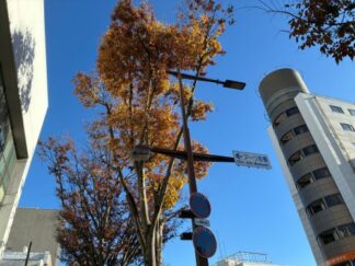 yellow leaves and blue sky