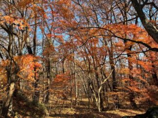 autumn leaves forest