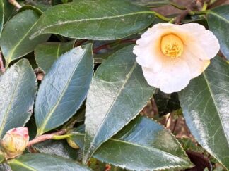 camelias