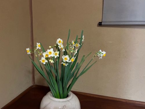 Narcissus in a vase