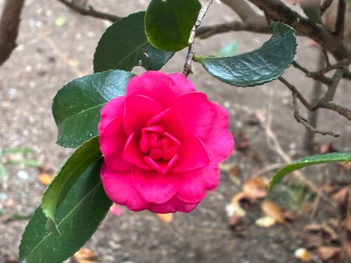 a bright pink camelia