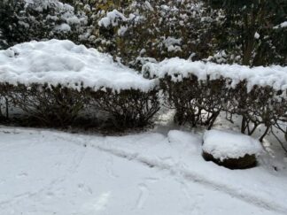 snow in the garden