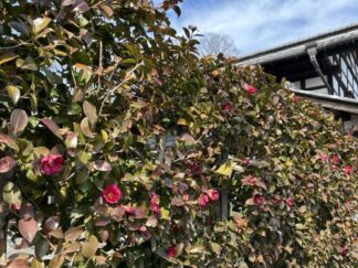 a wall of camellia sasanqua