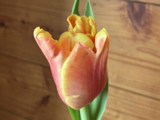 a tulip