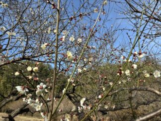 plum tree blossom